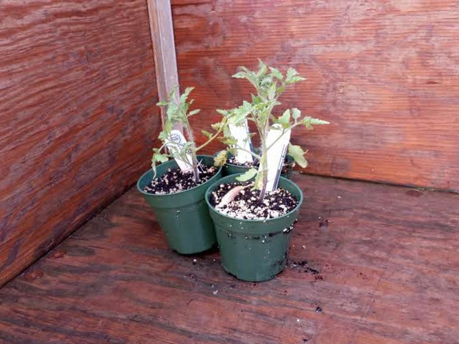 Tomato Plants German Johnson Etsy