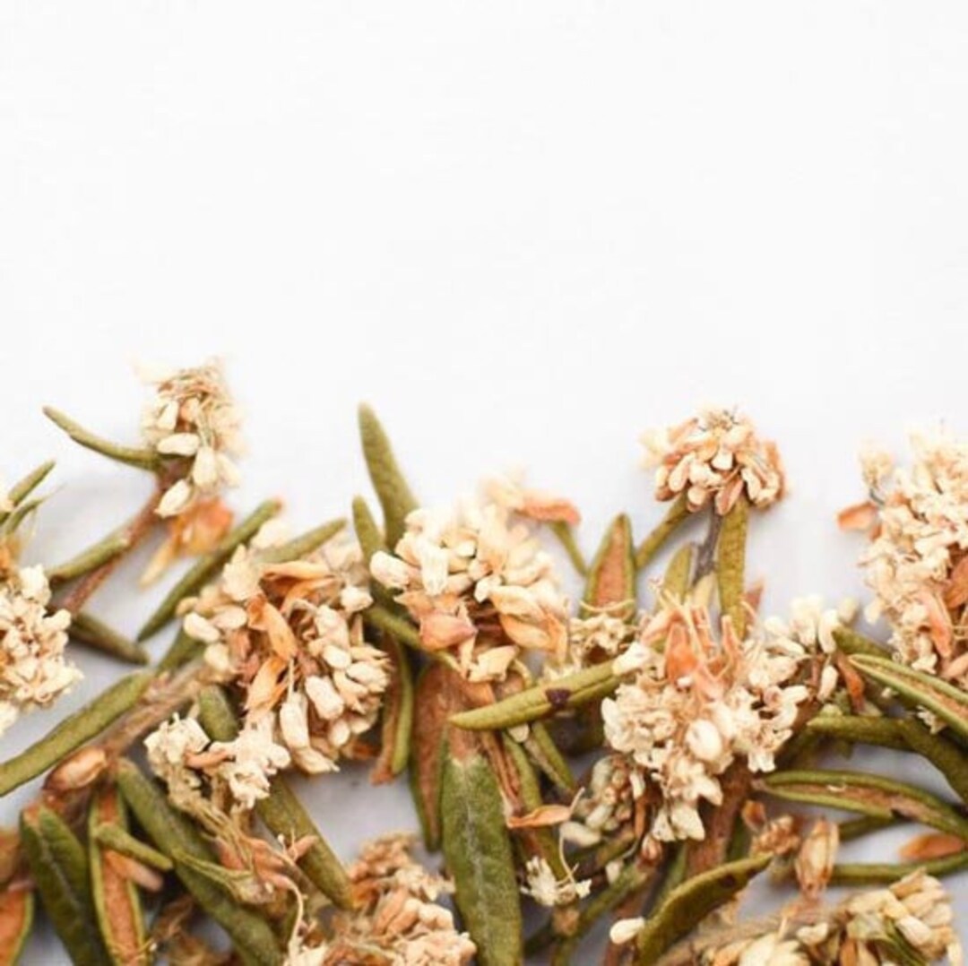 Labrador Tea Flower, High Quality Loose Leaf Herbal Tea - Etsy