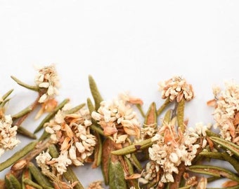 Labrador tea flower