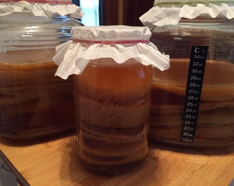 Lactobacillus-inoculated-Premium Large Kombucha Scobies