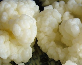 Live Milk Kefir Grains