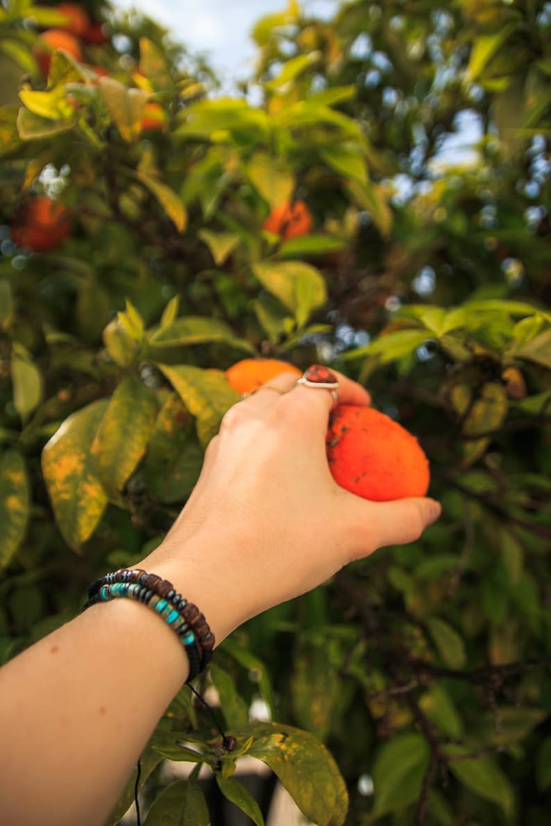 Two custom bracelets with Morse code message, photographed on wrist with Orange tree in the background.