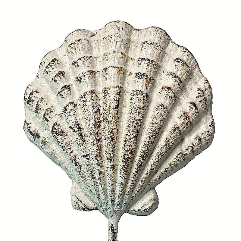 Sea Shells Mounted - Etsy