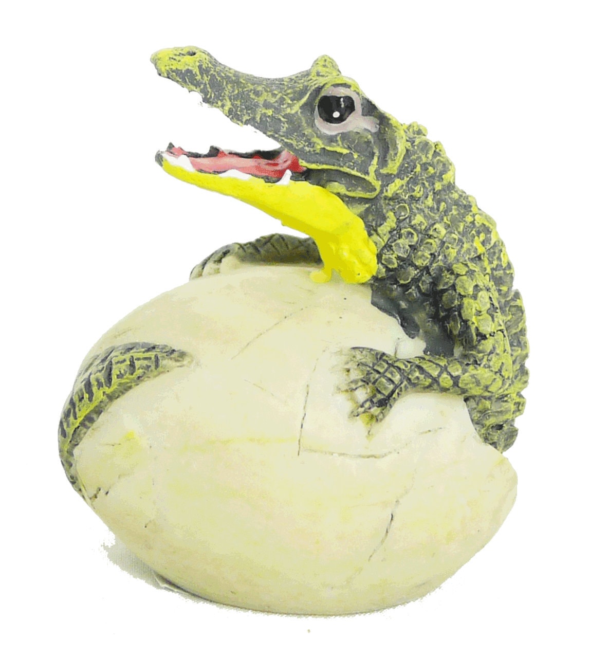 Alligator Eggs for sale Only 4 left at 65