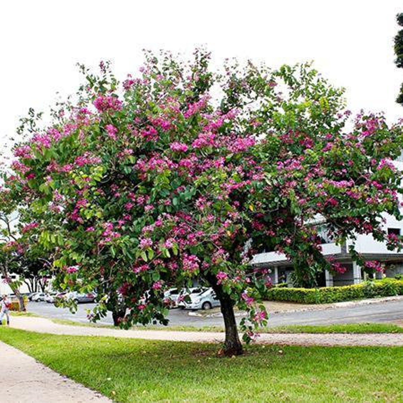 Orchid Tree Purple Hong Kong Orchid Tree bauhinia variegata Etsy