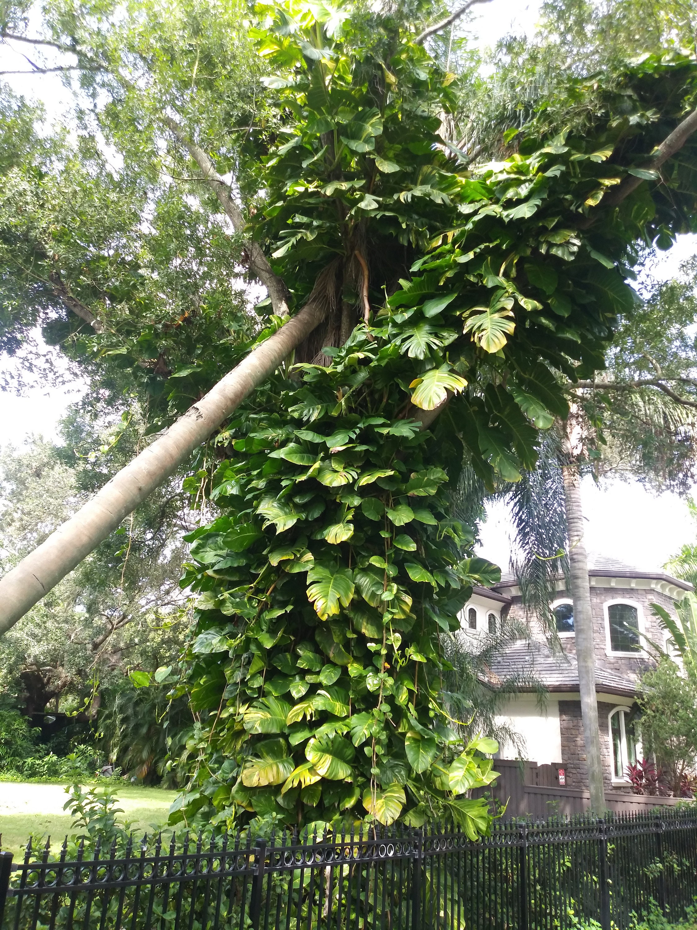 Live Potted Golden Pothos Epipremnum Aureum Devils Ivy Giant Etsy