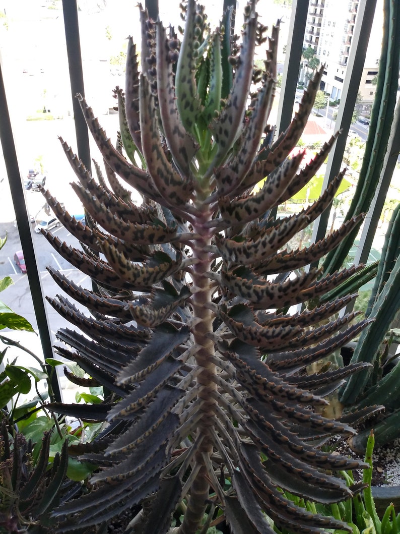 Live Potted Alligator Plant Mother of Thousands Kalanchoe Etsy