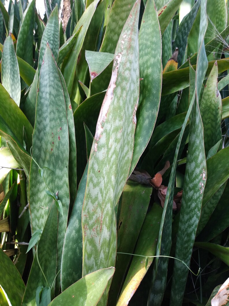 Live Snake Plant Tropical Succulent Dracaena Trifasciata