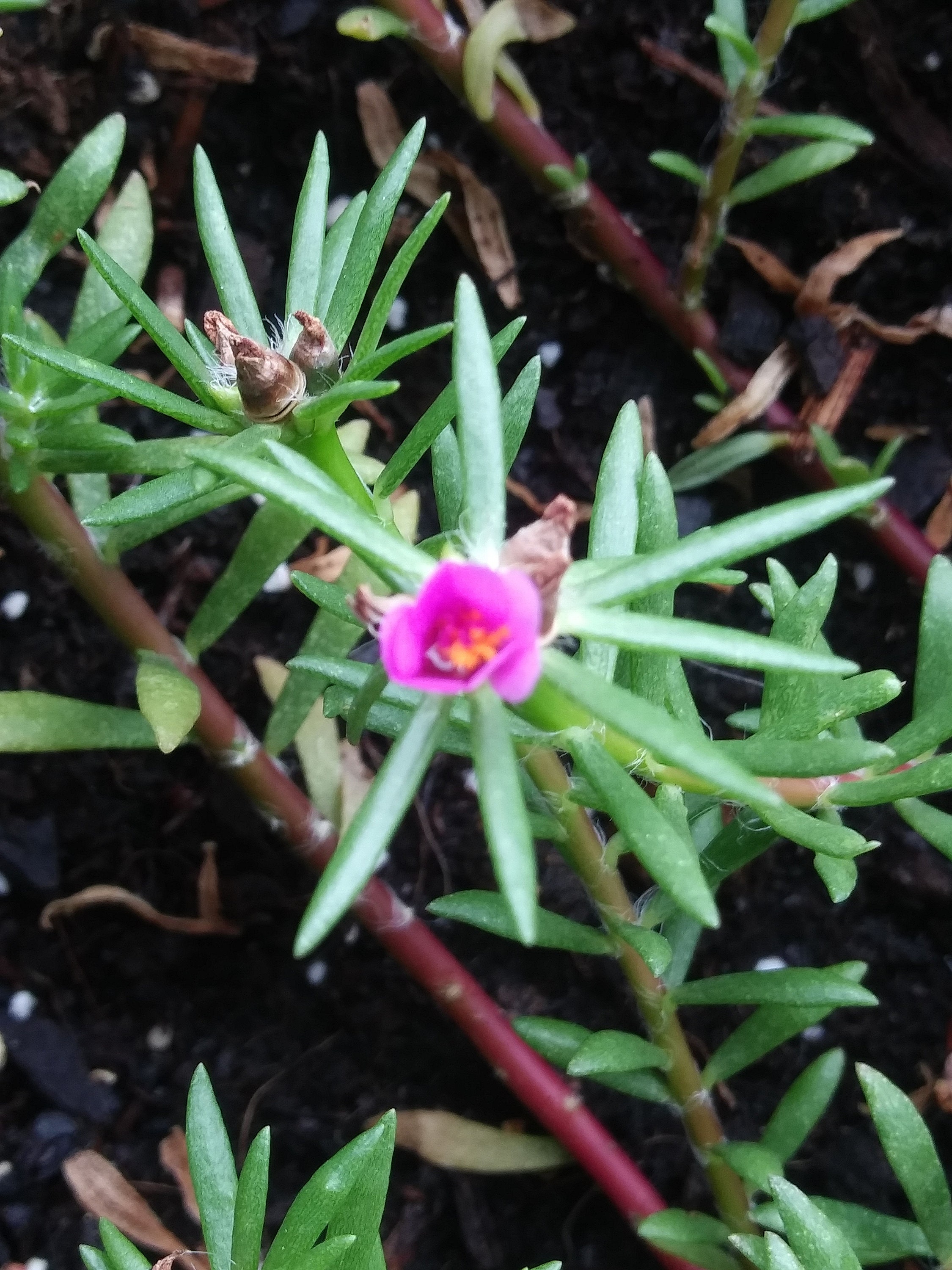 Live Florida purslane portulaca pilosa kiss me quick plant Etsy