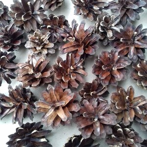 May include: A collection of brown pine cones, some with a darker brown color, arranged on a white surface.