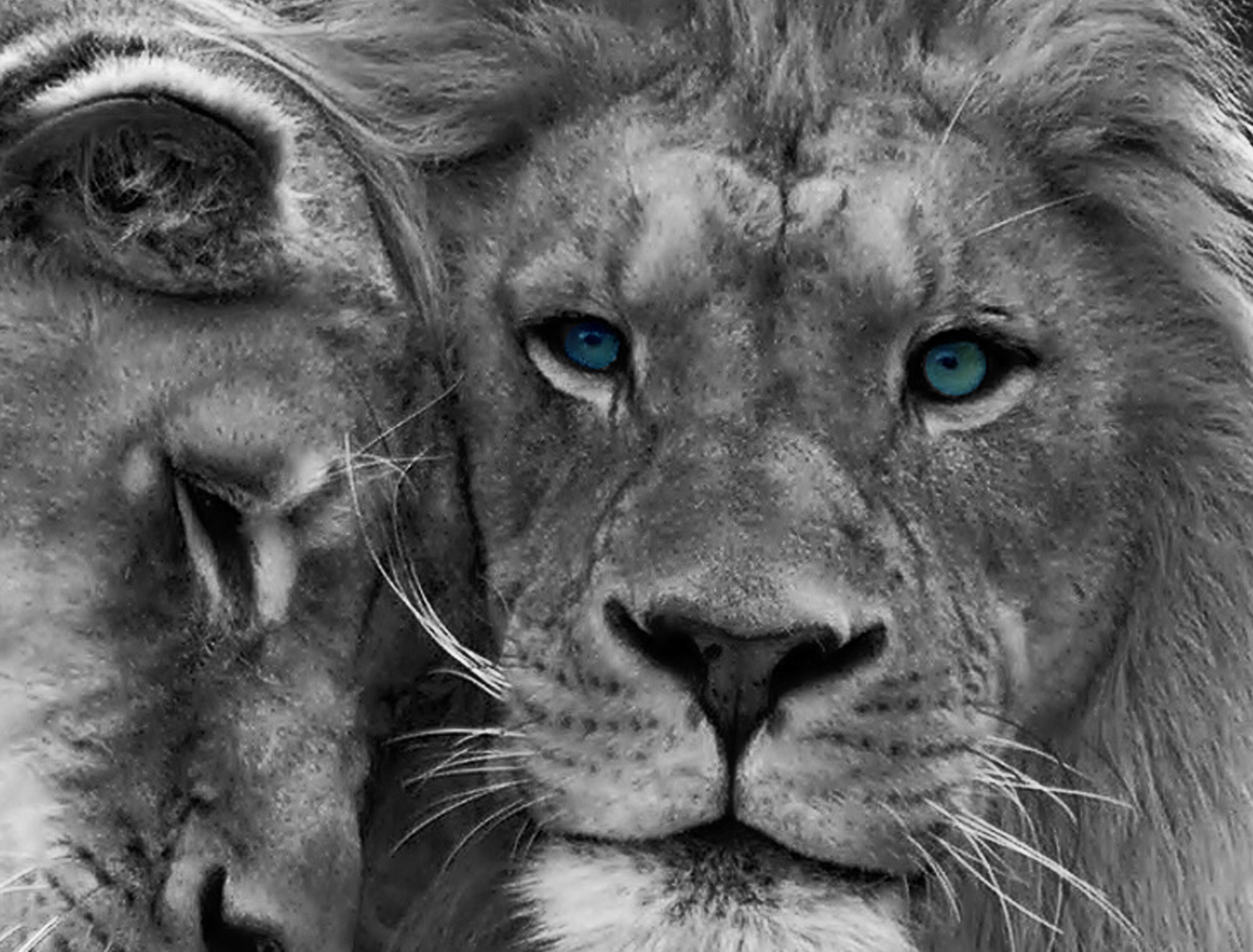 Black & White Lions Couple Print, Blue-eyed Lion Prints, Lion