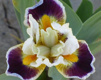 Peut inclure: Une fleur d'iris en pleine floraison avec des pétales centraux blancs frisés et trois larges sépales violet foncé bordés de blanc. Le cœur de la fleur présente des barbes jaunes vives et duveteuses sur une base jaune-vert, entouré de feuilles vertes.