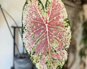 Pink Cloud Caladium (5 Bulbs) - Easy to Grow Indoor or Outdoor Perennial Plant - Blue Buddha Farm