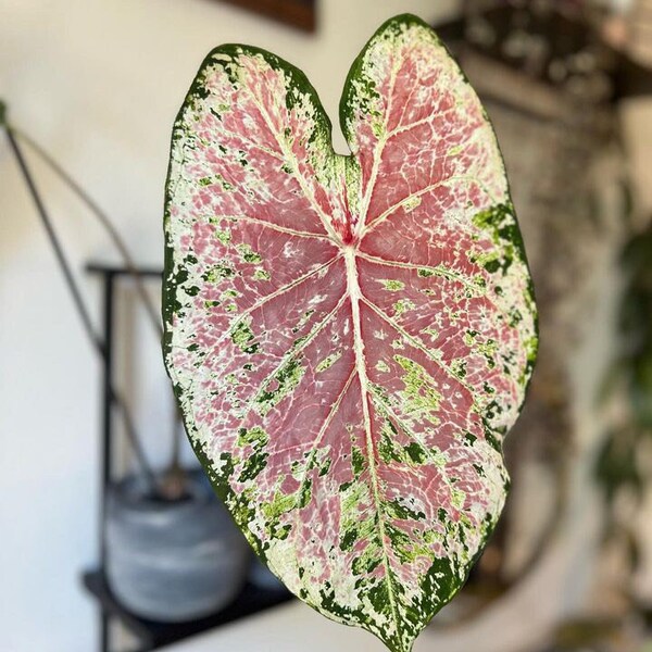 Pink Cloud Caladium (2 bulbs) - Easy to Grow Indoor or Outdoor Perennial Plant - Blue Buddha Farm