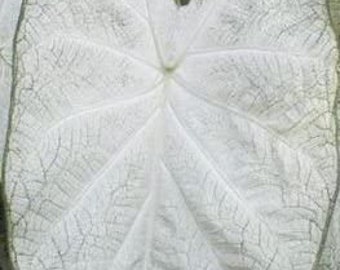 June Bride Etsy