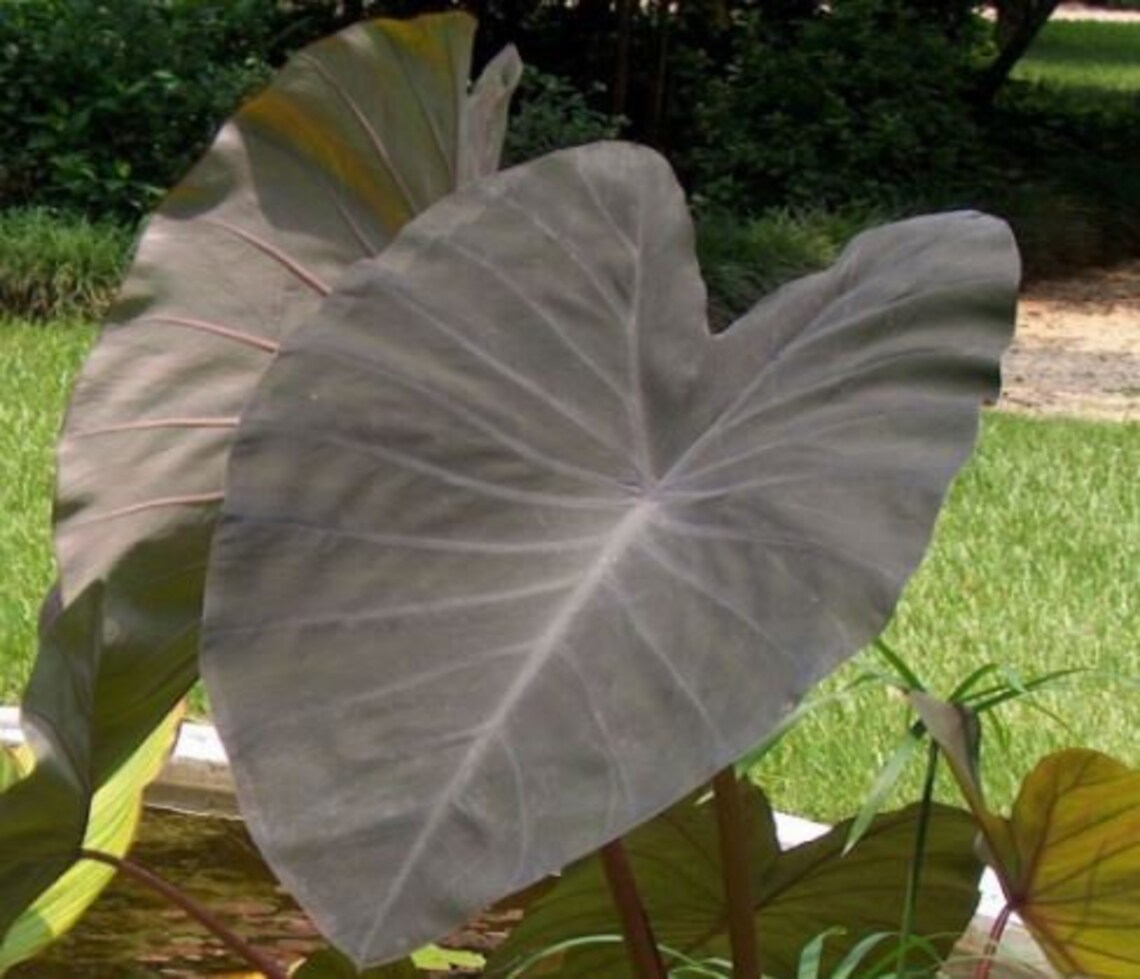 Preorder Black Magic Elephant Ear Bulb Colocasia Taro Etsy