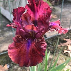 Bounce Bearded Iris Bulb - Tall & Fragrant Bearded Iris Rhizome I Blue Buddha Farm