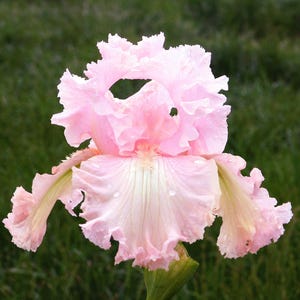Bearded Iris &#39;Society Page&#39; Rhizome – Tall Bearded | Soft Pale Pink Ruffled Blooms | 32&quot; Tall | Blue Buddha Farm