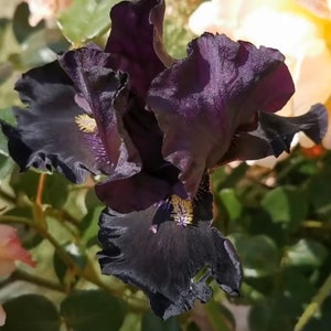 Señor Jinx Bearded Iris Bulb – Tall Black Iris with Yellow Beards image 3