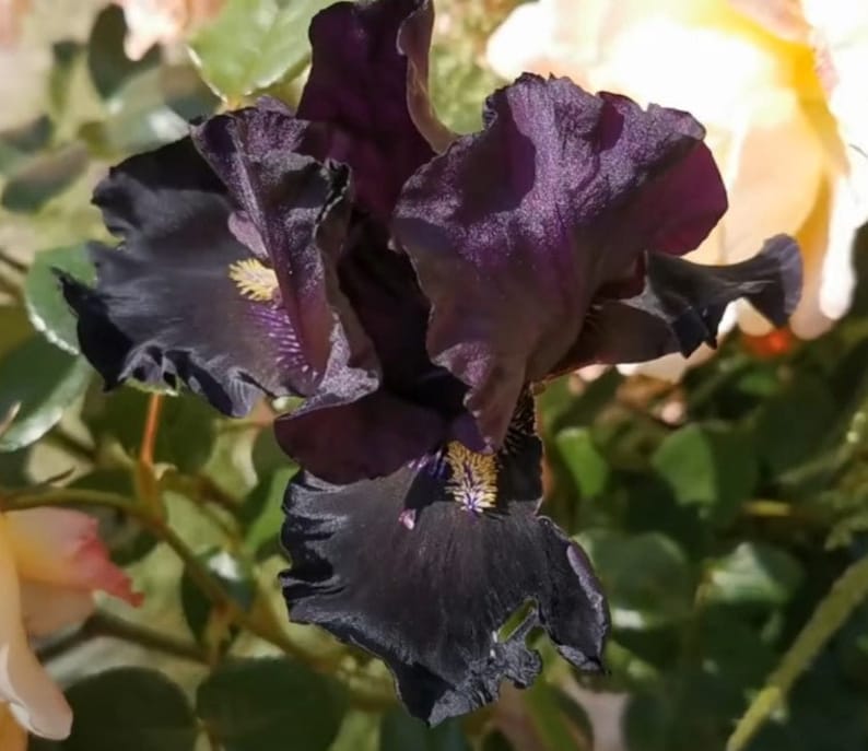 Señor Jinx Bearded Iris Bulb – Tall Black Iris with Yellow Beards image 3