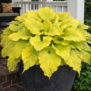 May include: A large, potted hosta plant with vibrant, chartreuse leaves. The plant is in a dark gray, textured pot, sitting on a brick surface. The hosta's leaves are broad, with a rippled edge, and the plant is full and lush.
