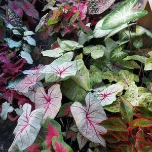 Caladium Vintage Blumenzwiebeln - Mix aus 20 Stück - Handverlesene Glühbirnen für atemberaubendes Laub! | Blauer Buddha auf dem Bauernhof