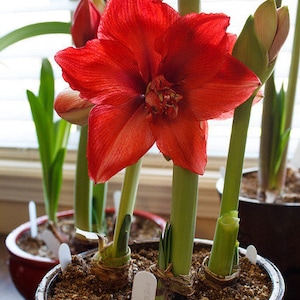 Amaryllis Ragtime Bulb – dubbele rode symfoniebloei met gedurfde energie | Blauwe Boeddha-boerderij