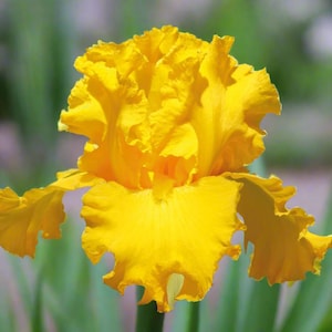 Bearded Iris &#39;Garden Time&#39; Bulb – Vibrant Yellow Blooms | Tall Bearded Iris | Blue Buddha Farm