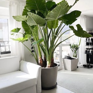 Alocasia Odora Glühbirne RIESIG (9/11) Aufrechtes Elefanten Ohr | Tropische Laubpflanze für Garten & Container I Blue Buddha Farm
