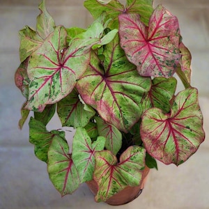Autumn Beauty Caladium HUGE Size #1 (2 Bulbs) Seltenes, Farbverschiebendes Laub I Blaue Buddha Farm