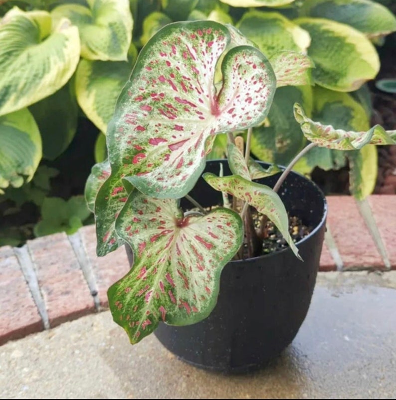 Gingerland Caladium (2 bulbs) - Easy to Grow Indoor or Outdoor Perennial Plant - Blue Buddha Farm