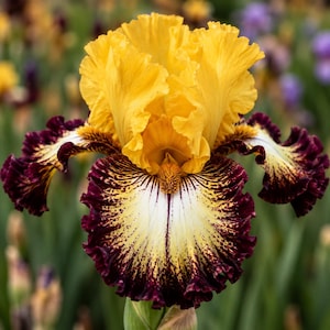May include: A tall bearded iris flower featuring ruffled, bright yellow standards and wide, cream-colored falls with deep burgundy-purple edges and intricate dark speckling. The center of the bloom displays a vibrant, fuzzy orange beard.