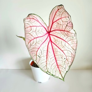 Südlicher Charme Caladium (2 Zwiebeln) - Einfach zu züchtende mehrjährige Pflanze für drinnen oder draußen - Blauer Buddha Farm