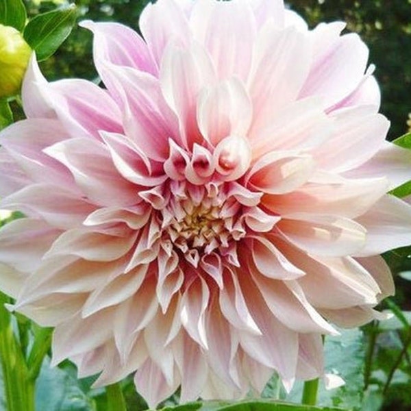 Cafe Au Lait Dinnerplate Dahlia - Easy to Grow Indoor or Outdoor Perennial Plant - Blue Buddha Farm