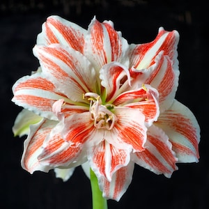 PREORDER ** Amaryllis Double White with Red JUMBO Bulb – Elegant Double Dutch Blooms | Blue Buddha Farm