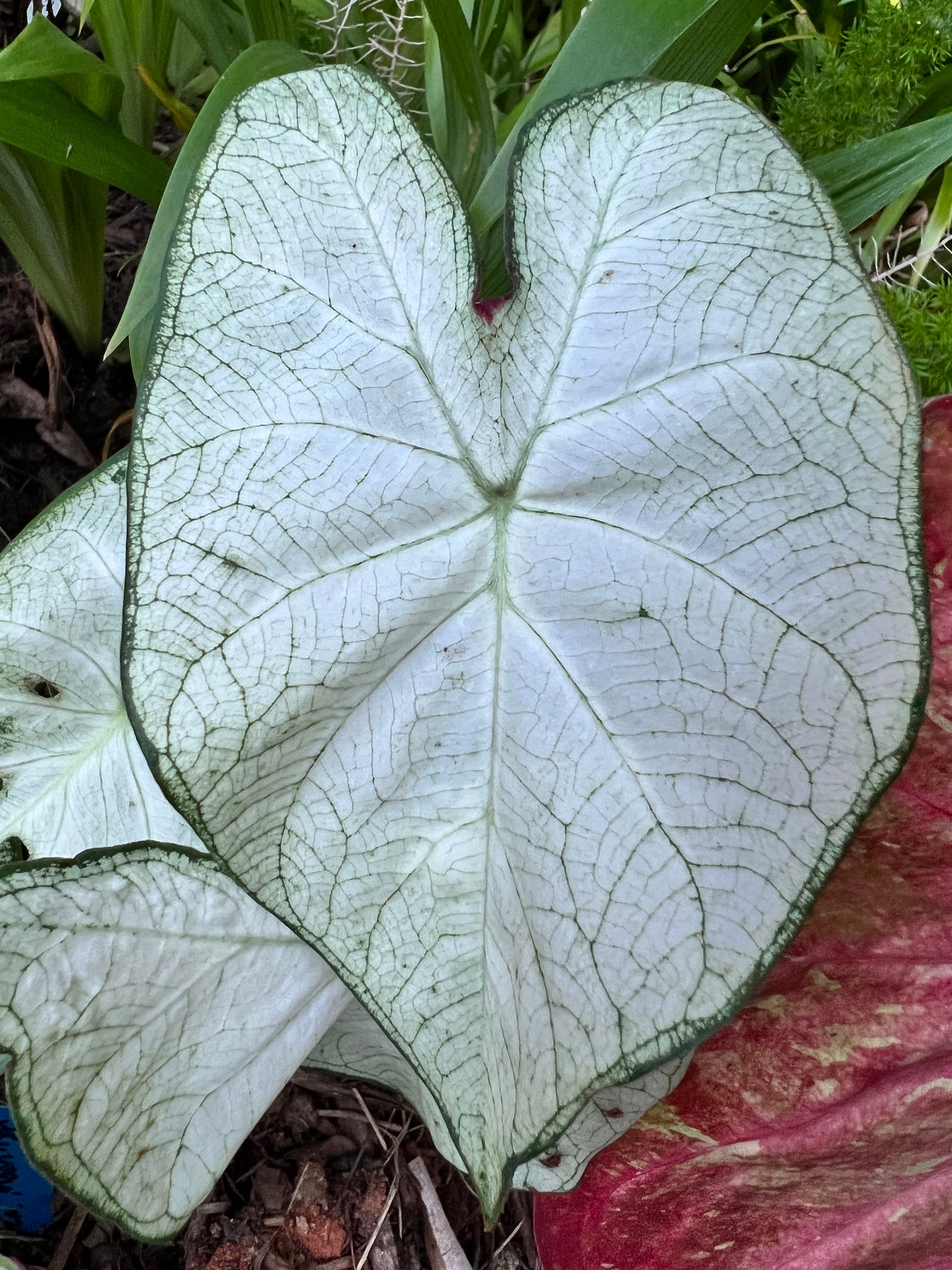 caladium plant care outside