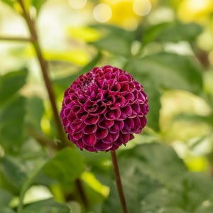 May include: A close-up of a deep burgundy dahlia flower in full bloom. The flower has a spherical shape with numerous tightly packed petals. The background is blurred, featuring green foliage and soft yellow highlights.