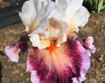 Care to Dance Bearded Iris - Easy to Grow Perennial - Blue Buddha Farm