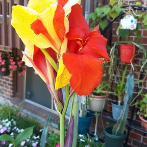 Hummingbird Visiting Canna Lily ‘Cleopatra’ – Pollinator-friendly flowers attracting wildlife in a summer garden.
