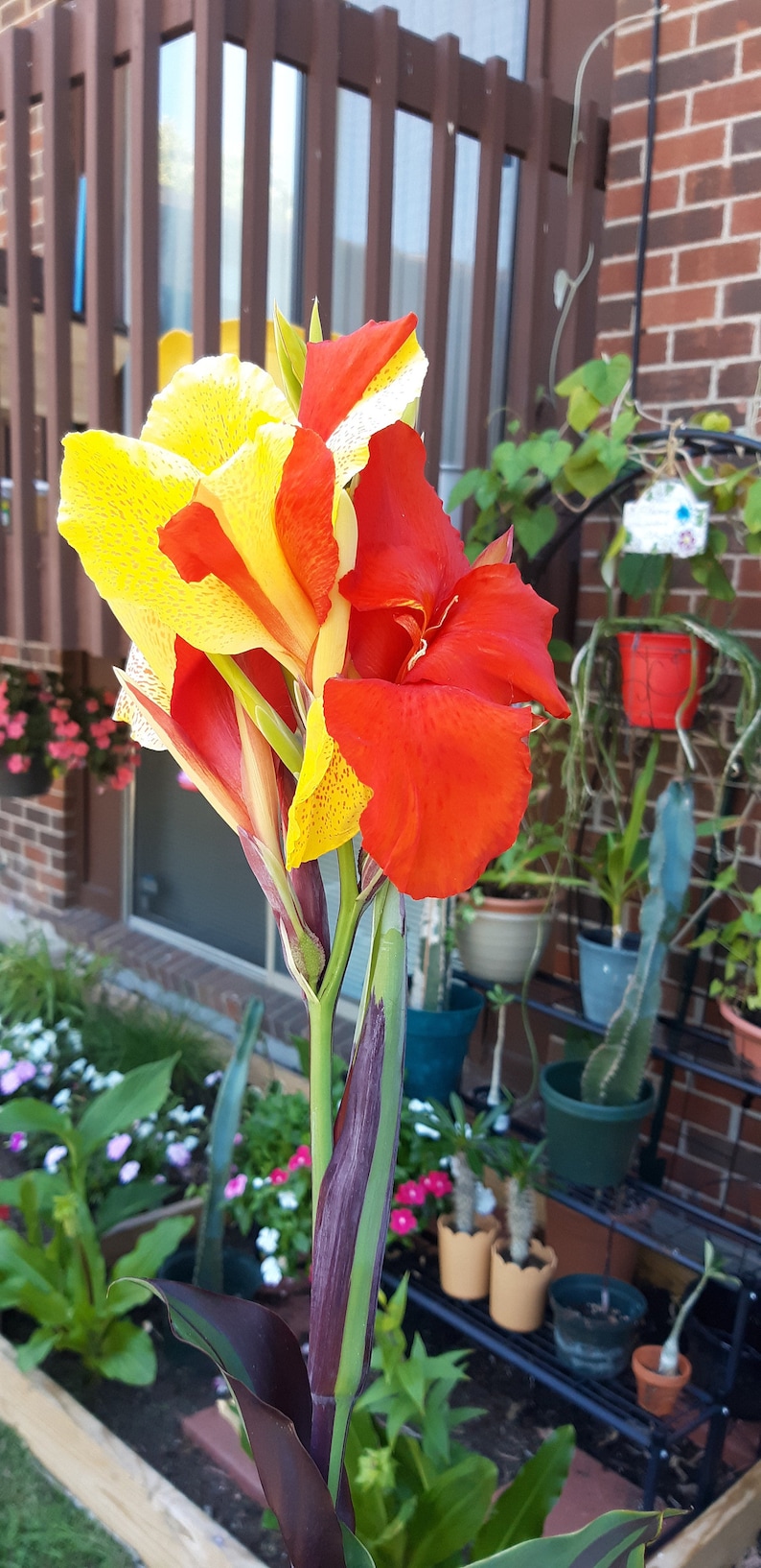 Hummingbird Visiting Canna Lily ‘Cleopatra’ – Pollinator-friendly flowers attracting wildlife in a summer garden.
