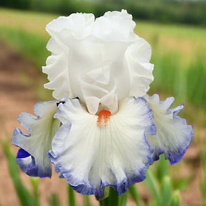 Restless Heart Bearded Iris Rhizome – White with Violet Edges & Red Beards | Blue Buddha Farm
