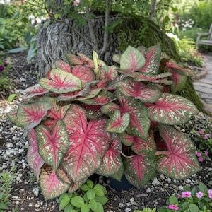 Puede incluir: Una vibrante planta de Caladium con hojas grandes en forma de corazón. Las hojas muestran un llamativo patrón de rosa intenso y verde, con motas blancas. La planta se encuentra frente a un tronco de árbol y un jardín.