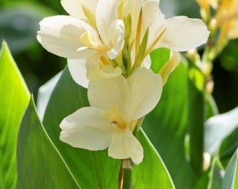 PIANTA VIVA / Moonshine Canna Lily Plug / *PREORDINE Primavera 2026* / Pure White Canna / Blue Buddha Farm