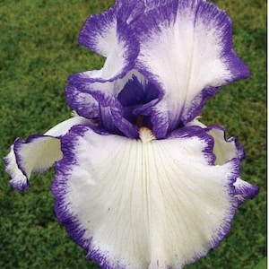 Bearded Iris &#39;Presby’s Crown Jewel&#39; Bulb  – Blue-Violet & White Plicata | 36&quot; Tall | Blue Buddha Farm