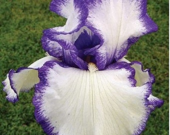 Bearded Iris &#39;Presby’s Crown Jewel&#39; Bulb  – Blue-Violet & White Plicata | 36&quot; Tall | Blue Buddha Farm