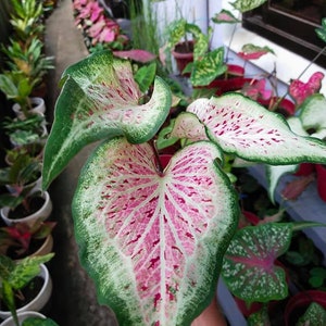 以下が含まれることがあります： ピンクとグリーンのカラジウムの植物のクローズアップ。大きなハート型の葉が特徴です。葉は白を基調とし、ピンクとグリーンの筋と斑点が入っています。