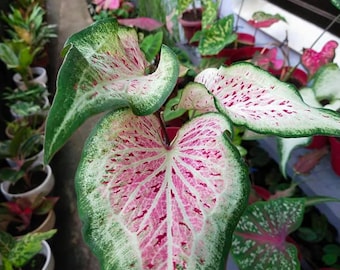 Daydreamer Caladium (2 bollen) Gemakkelijk te kweken vaste plant voor binnen of buiten - Blue Buddha Farm