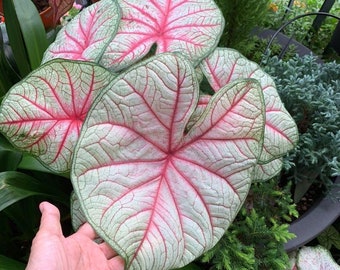 Caladium Brisa de Verano (2 Bulbos) – Hojas Blancas con Nervios Rosados