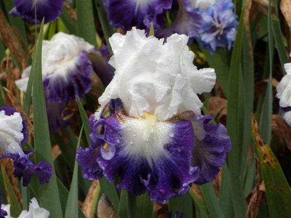 Alsea Falls Bearded Iris Bulb  - Easy to Grow Perennial - Blue Buddha Farm