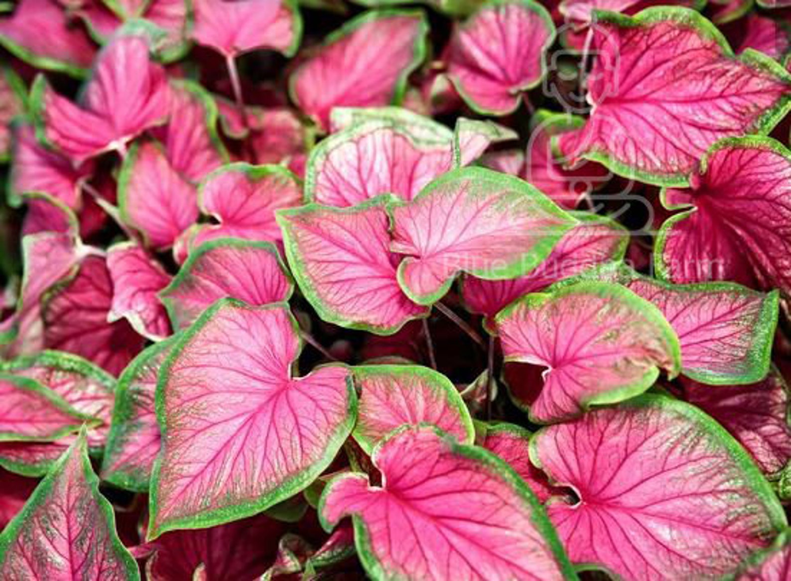 Caladium Florida Sweetheart Bulbs 2 per order Etsy